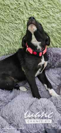 Щеночек с короткими лапками Санкт-Петербург - изображение 3