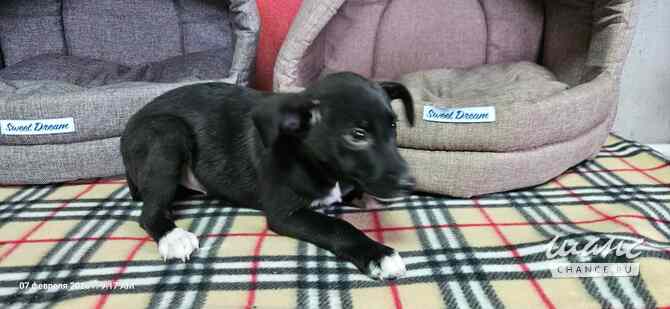 Три маленьких щеночка с короткими лапками Санкт-Петербург - изображение 8