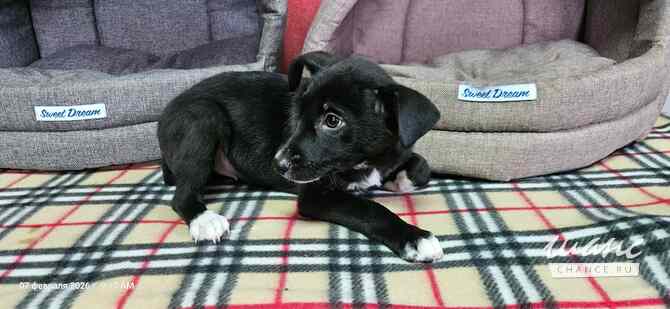 Три маленьких щеночка с короткими лапками Санкт-Петербург - изображение 9