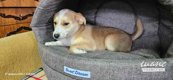 Три маленьких щеночка с короткими лапками Санкт-Петербург - изображение 2