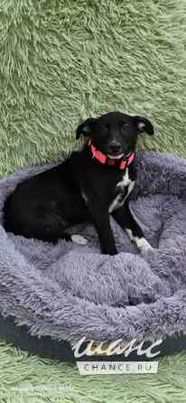 Щеночек с короткими лапками Санкт-Петербург - изображение 5