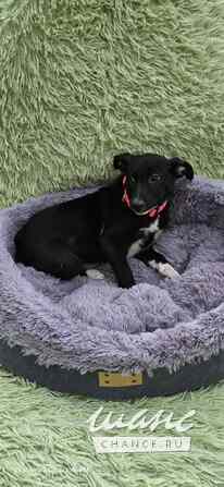 Щеночек с короткими лапками Санкт-Петербург - изображение 6