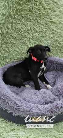 Щеночек с короткими лапками Санкт-Петербург - изображение 4