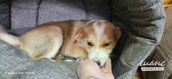 Три маленьких щеночка с короткими лапками Санкт-Петербург - изображение 4