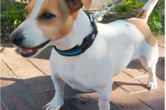 Джек-рассел-терьер ищет хозяина