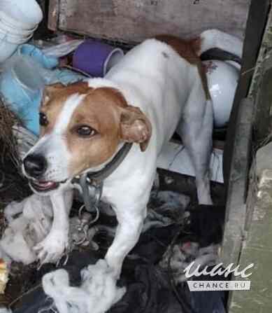 Джек-рассел-терьер ищет хозяина Щёлково - изображение 3