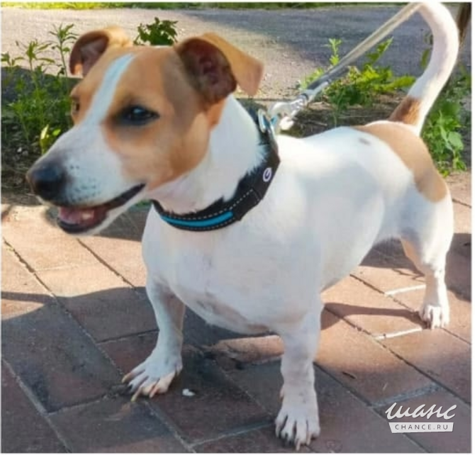 Джек-рассел-терьер ищет хозяина Щёлково - изображение 1