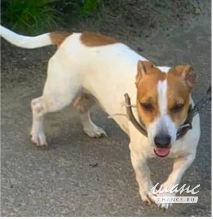 Джек-рассел-терьер ищет хозяина Щёлково - изображение 2