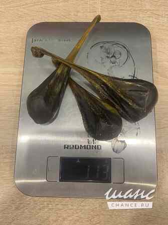 Желчь медведя Москва - изображение 1