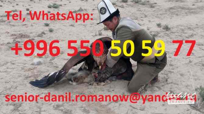 Гид, водитель, туры в Кыргызстане, туризм, путешествия, горы, трэки в Киргизии Санкт-Петербург - изображение 5