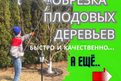 Обрезка плодовых деревьев