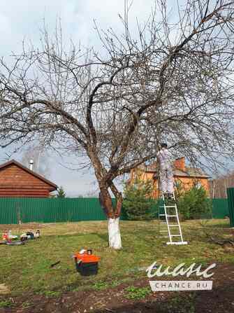 Обрезка плодовых деревьев Москва - изображение 6