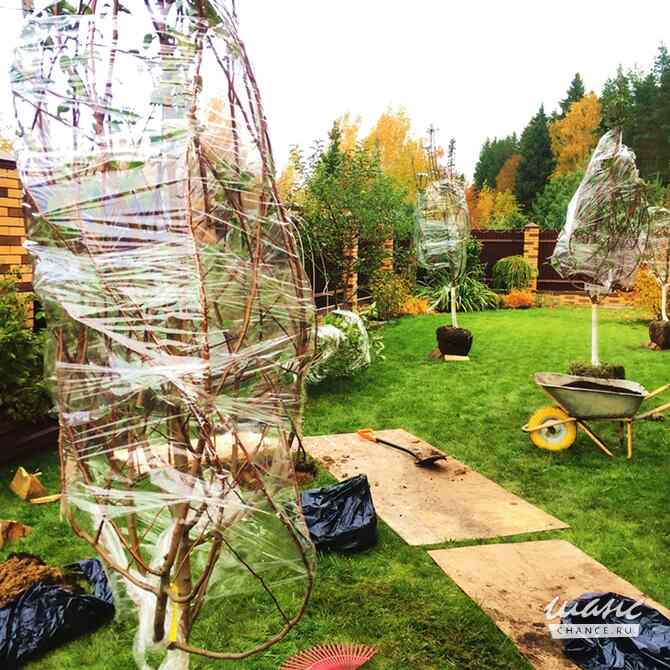 Обрезка плодовых деревьев Москва - изображение 2