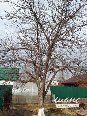 Обрезка плодовых деревьев Москва - изображение 9