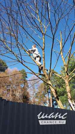 Обрезка плодовых деревьев Москва - изображение 7