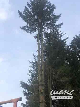 Валка деревьев частями Санкт-Петербург - изображение 1