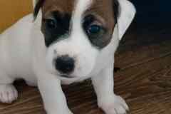 Щенки Джек Рассел терьер