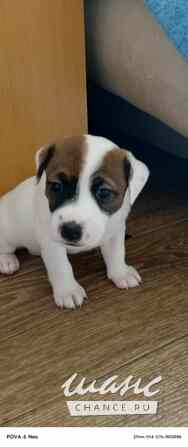 Щенки Джек Рассел терьер Калининград - изображение 1