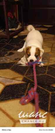 Щенки Джек Рассел терьер Калининград - изображение 3