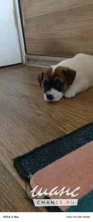 Щенки Джек Рассел терьер Калининград - изображение 2