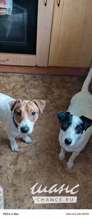 Щенки Джек Рассел терьер Калининград - изображение 6