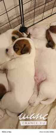 Щенки Джек Рассел терьер Калининград - изображение 4