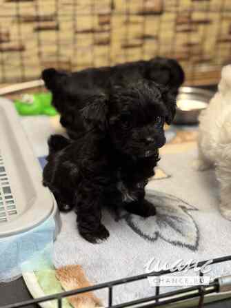 Мальтипу Санкт-Петербург - изображение 3