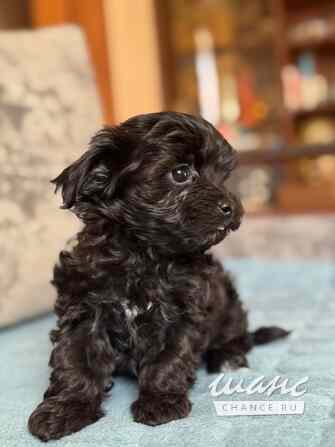 Мальтипу Санкт-Петербург - изображение 2