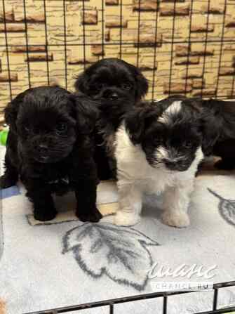 Мальтипу Санкт-Петербург - изображение 4