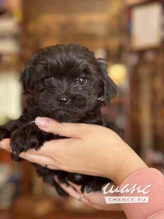 Мальтипу Санкт-Петербург - изображение 1