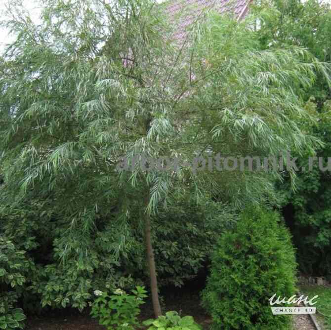 Крупномеры в Москве и Подмосковье с доставкой и посадкой Москва - изображение 3