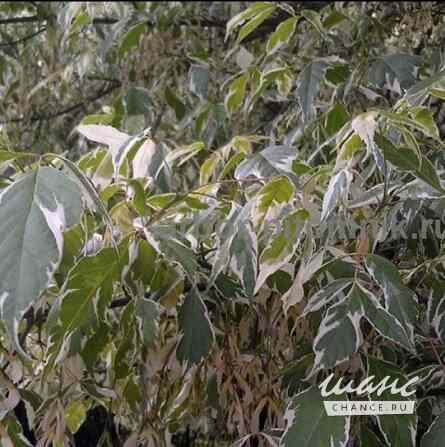 Крупномеры в Москве и Подмосковье с доставкой и посадкой Москва - изображение 2