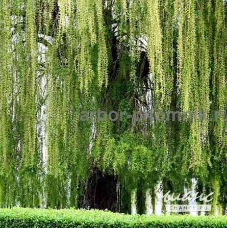 Крупномеры в Москве и Подмосковье с доставкой и посадкой Москва - изображение 1