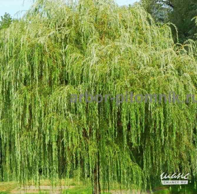 Крупномеры в Москве и Подмосковье с доставкой и посадкой Москва - изображение 4