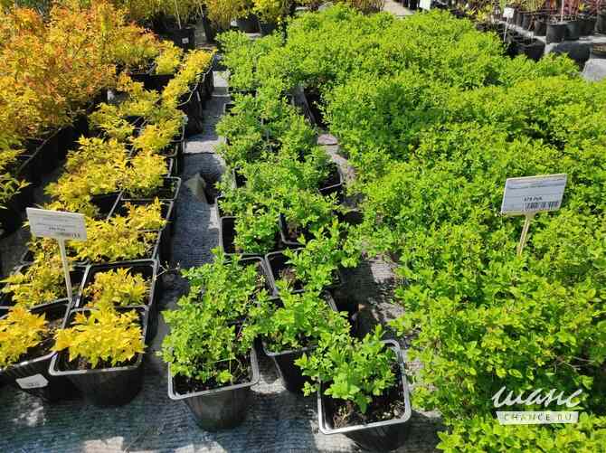 аренда - помещения различного назначения Жуков - изображение 1