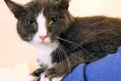 Кот ДымОК ищет дом