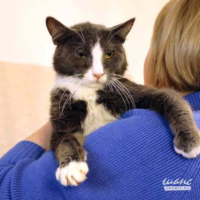 Кот ДымОК ищет дом Москва - изображение 2