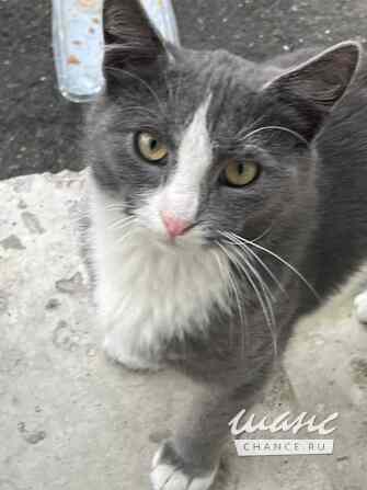 Кот ДымОК ищет дом Москва - изображение 4