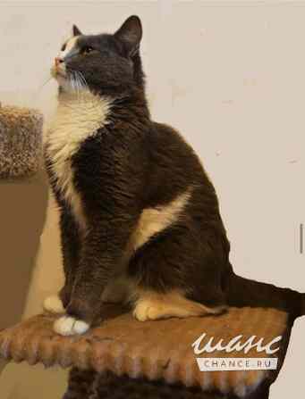 Кот ДымОК ищет дом Москва - изображение 3