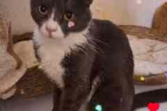 Кошка Анечка ищет дом