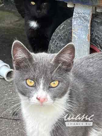 Кошка Анечка ищет дом Москва - изображение 3