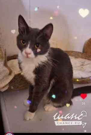 Кошка Анечка ищет дом Москва - изображение 1