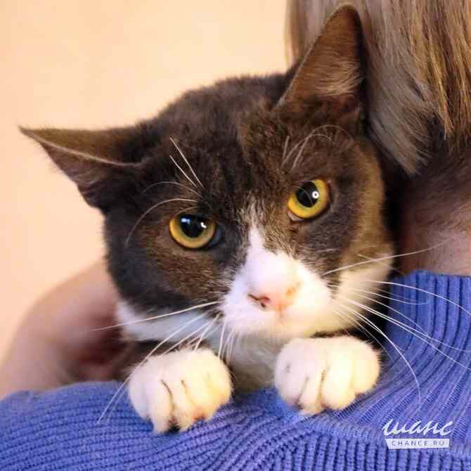 Кошка Анечка ищет дом Москва - изображение 2