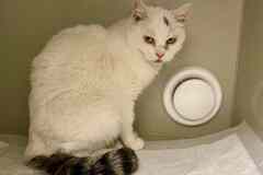 Кошка Белочка ищет дом