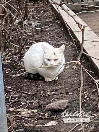 Кошка Белочка ищет дом Москва - изображение 3