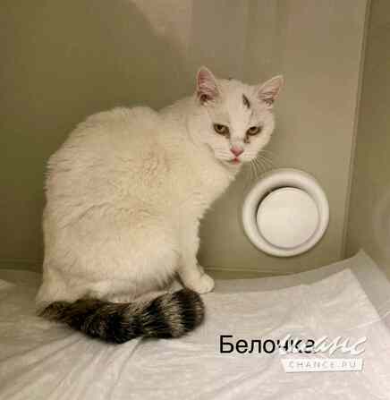 Кошка Белочка ищет дом Москва - изображение 1