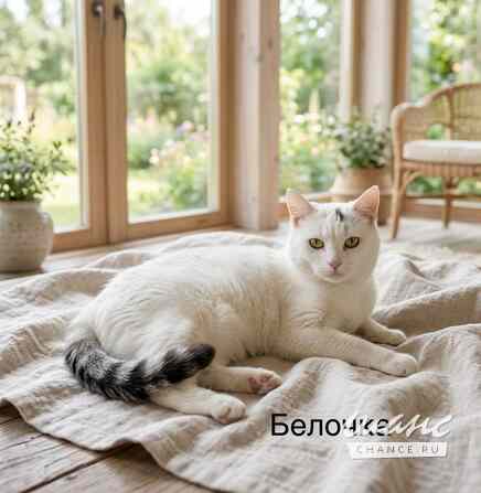Кошка Белочка ищет дом Москва - изображение 1