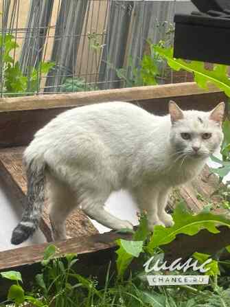 Кошка Белочка ищет дом Москва - изображение 2