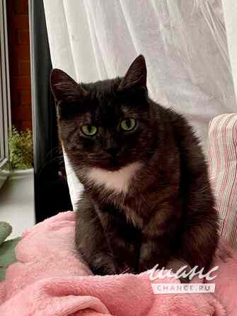 Кошка Варя ищет дом Москва - изображение 6