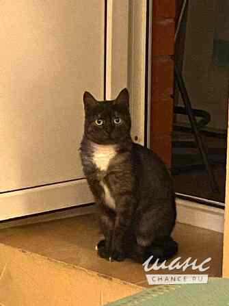 Кошка Варя ищет дом Москва - изображение 3